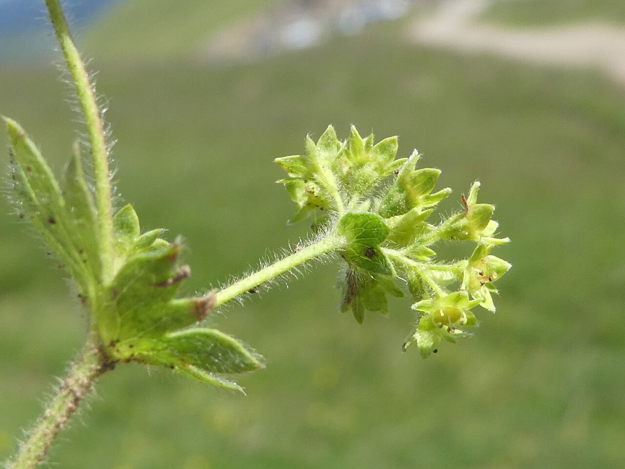 Alchemilla flabellata bark
