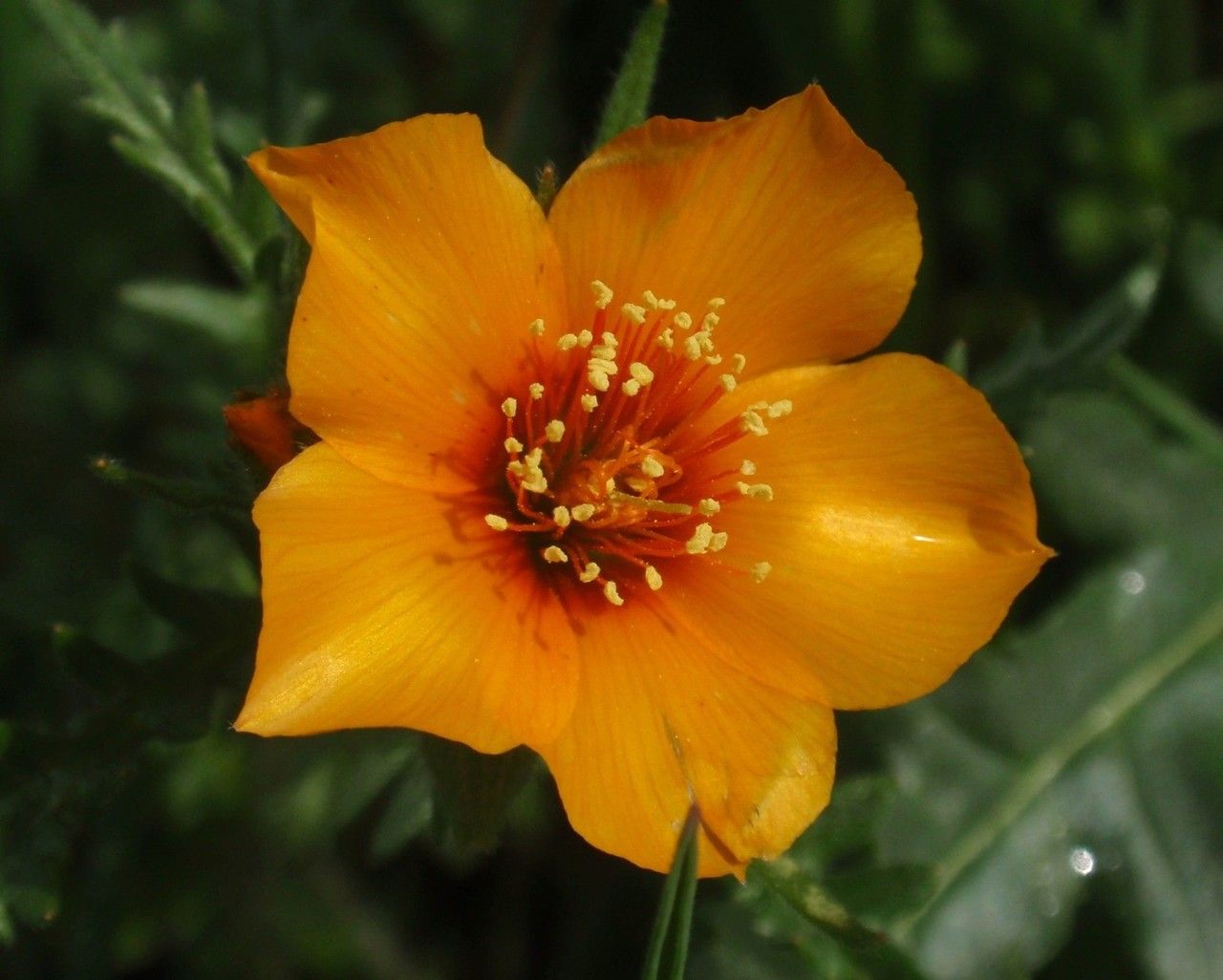 Mentzelia pectinata — houseplant care guide