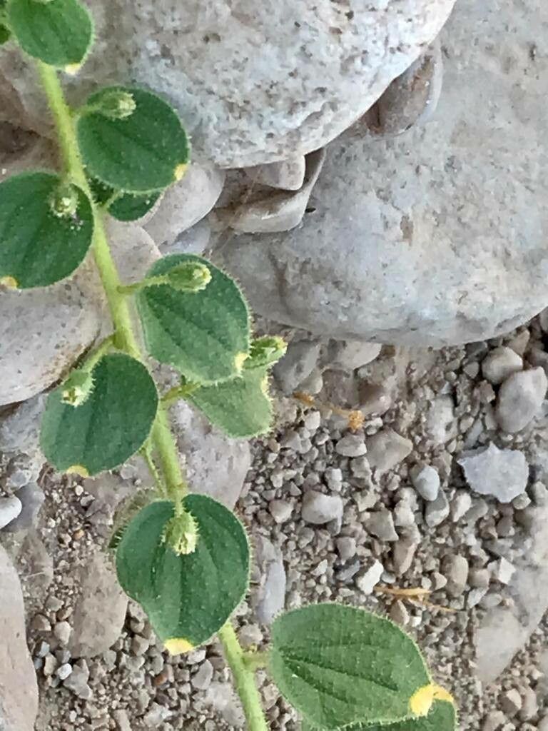 Cleome fimbriata habit