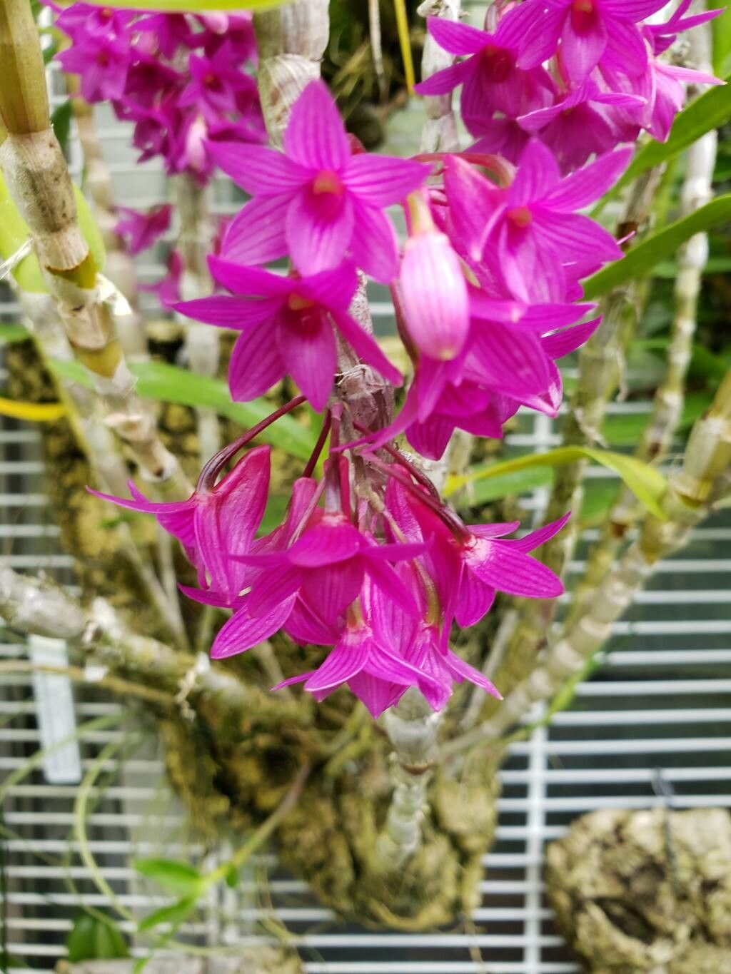Dendrobium goldschmidtianum flower