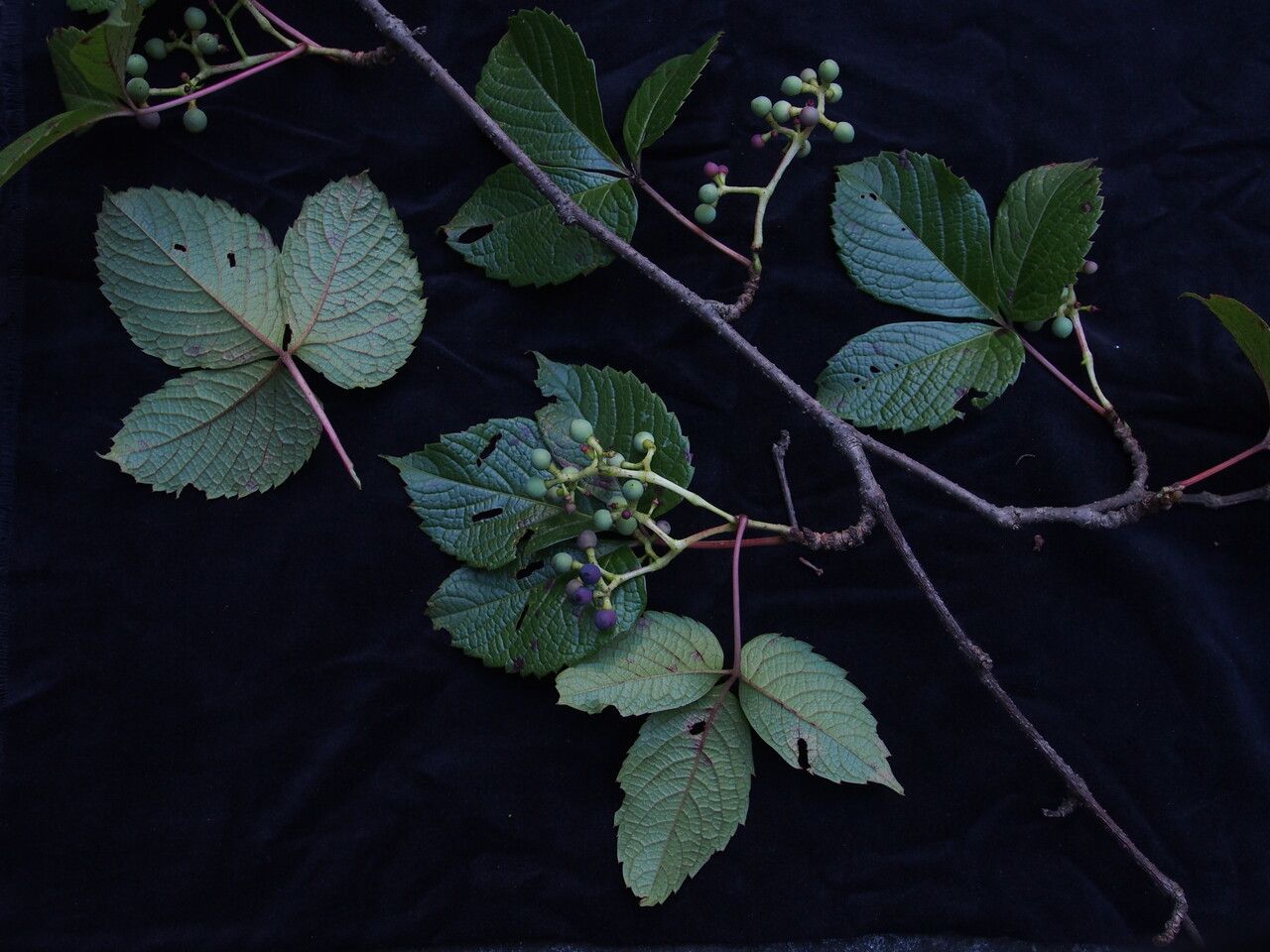 Parthenocissus semicordata habit