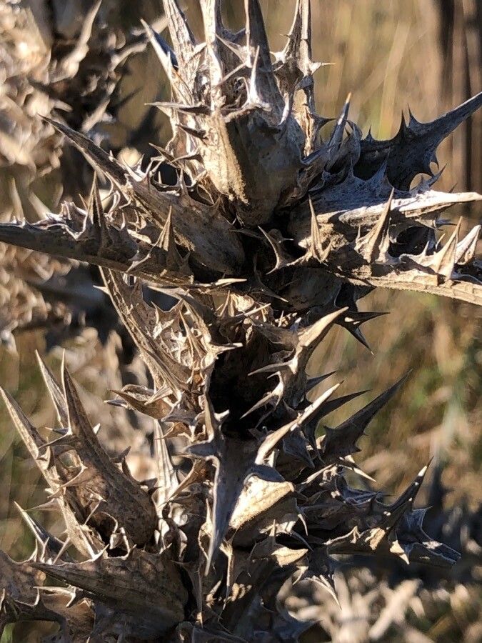 Scolymus hispanicus fruit