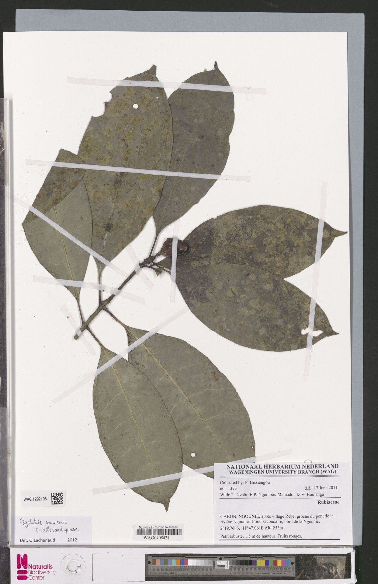 Psychotria maesenii — houseplant care guide