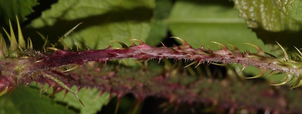 Rubus napophiloides flower
