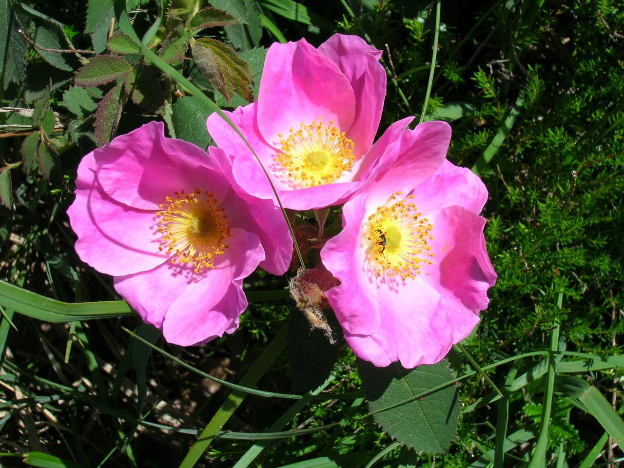 Rosa marginata flower