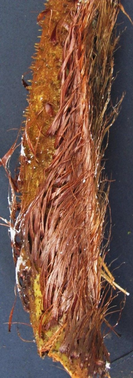 Cyathea poeppigii fruit