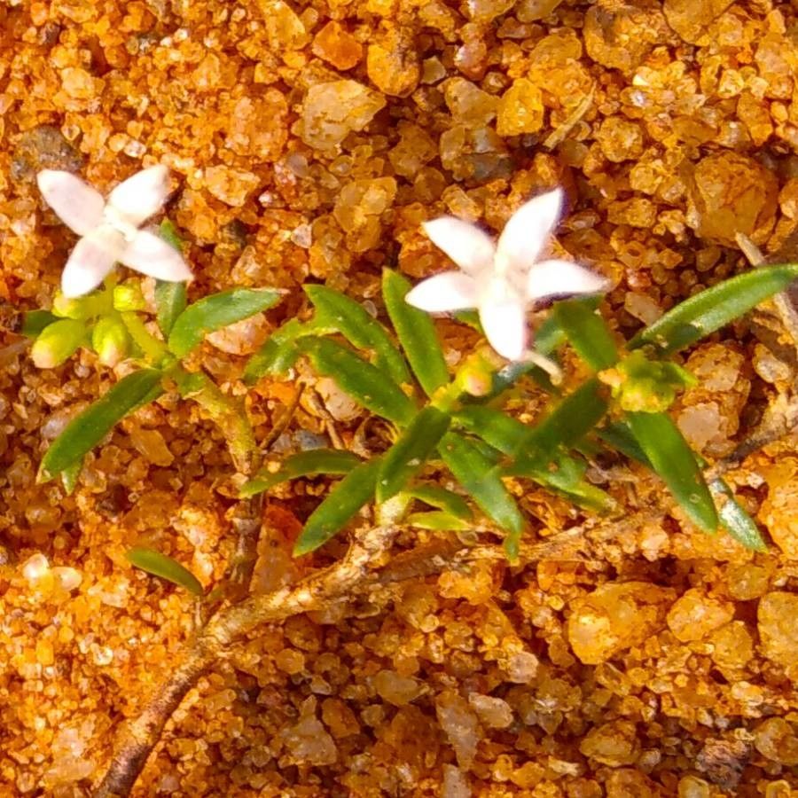 Psychotria deverdiana — search result for 'Psychotria'