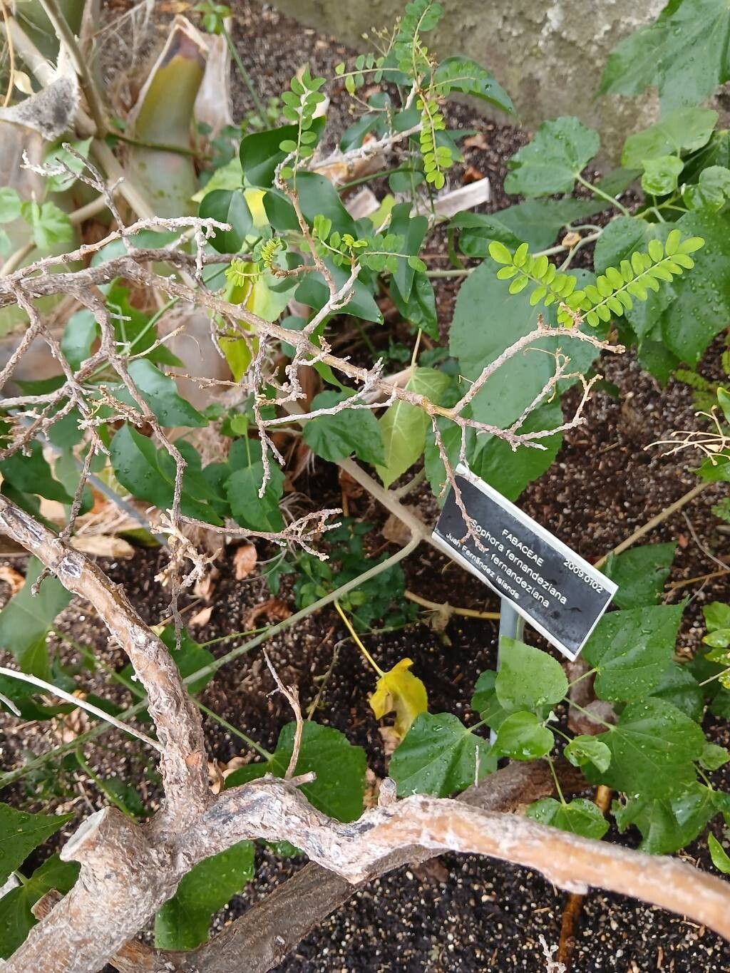 Sophora fernandeziana habit