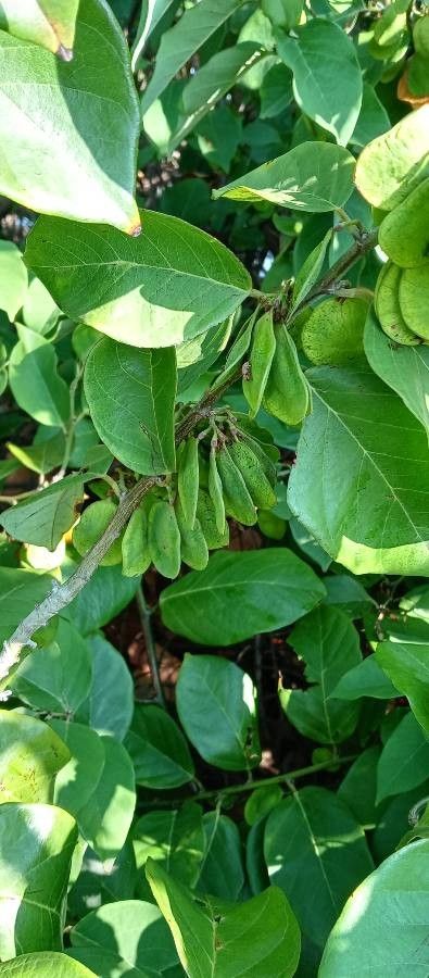 Dalbergia ecastaphyllum fruit