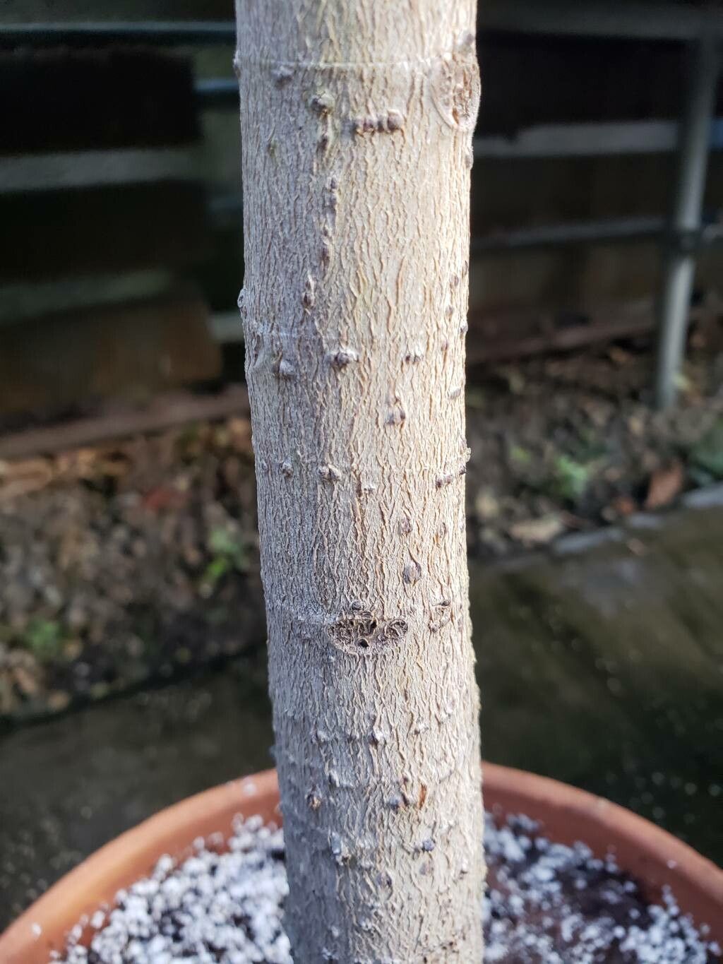 Ficus destruens bark