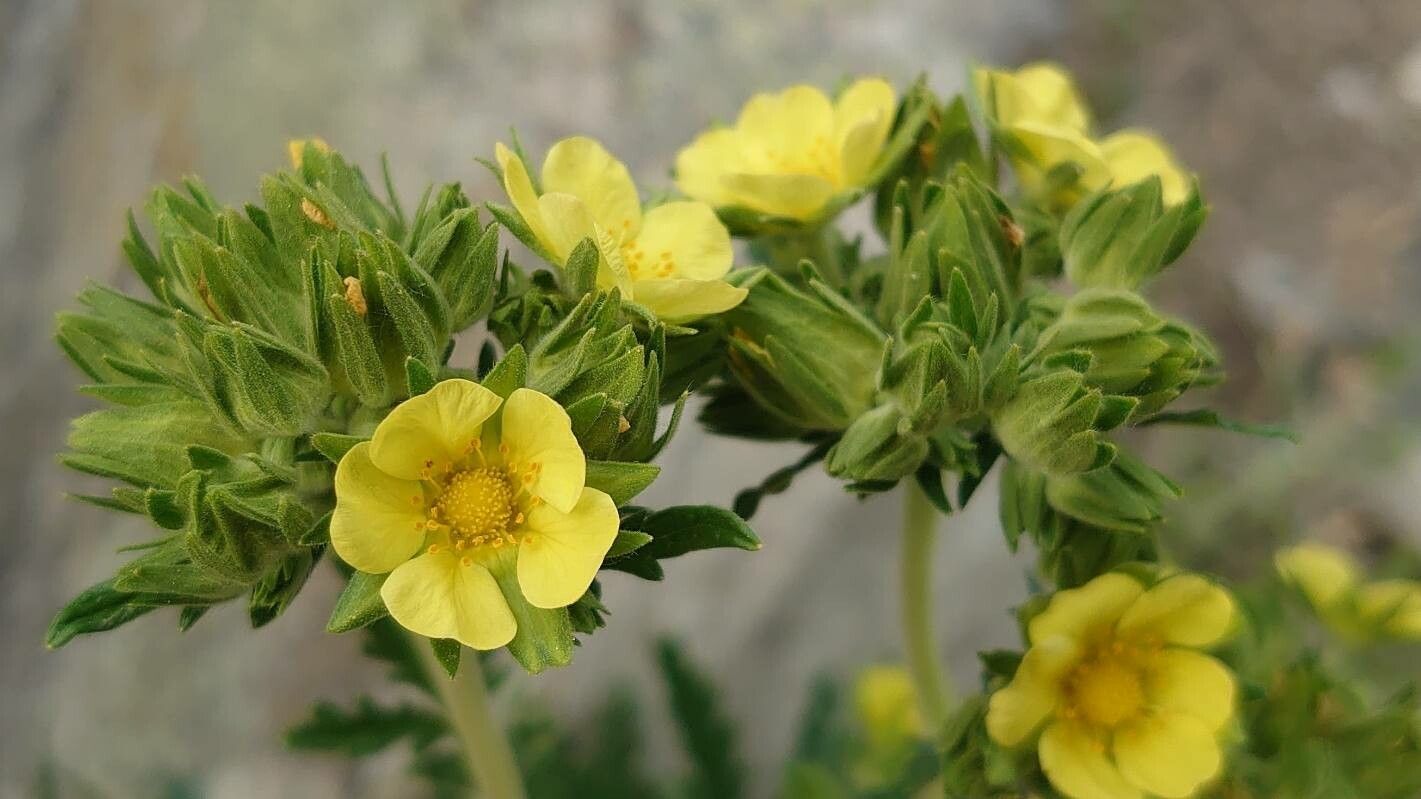 Potentilla pensylvanica flower