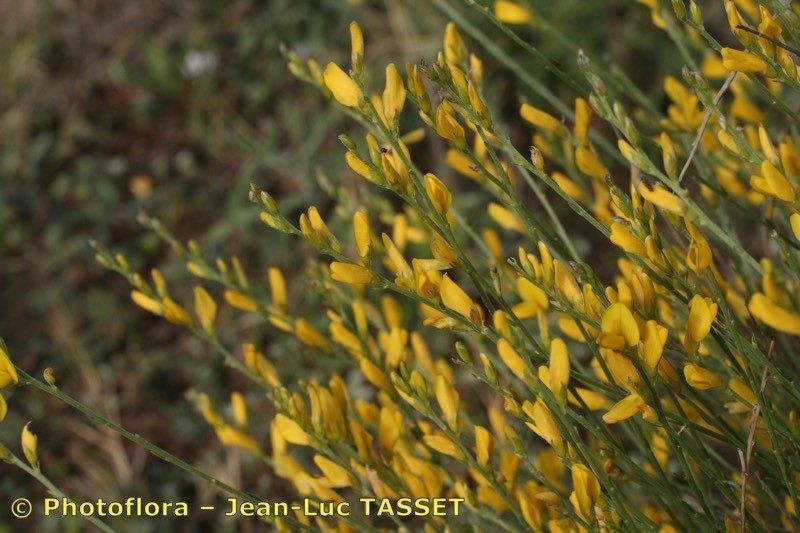 Genista ramosissima other