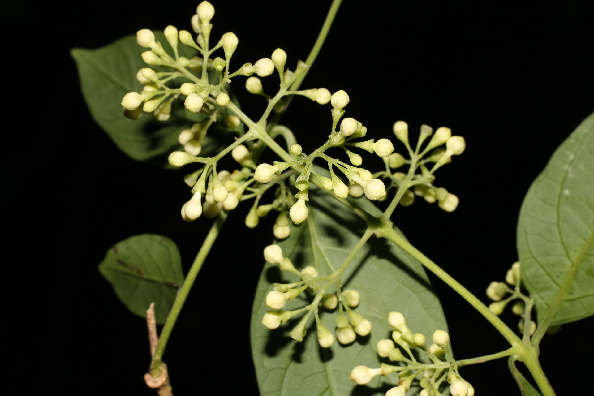 Aegiphila panamensis fruit