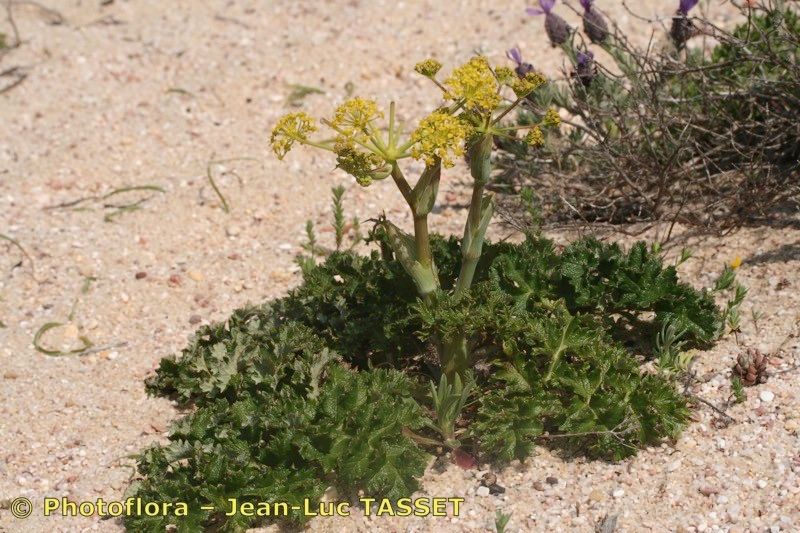 Thapsia nitida habit