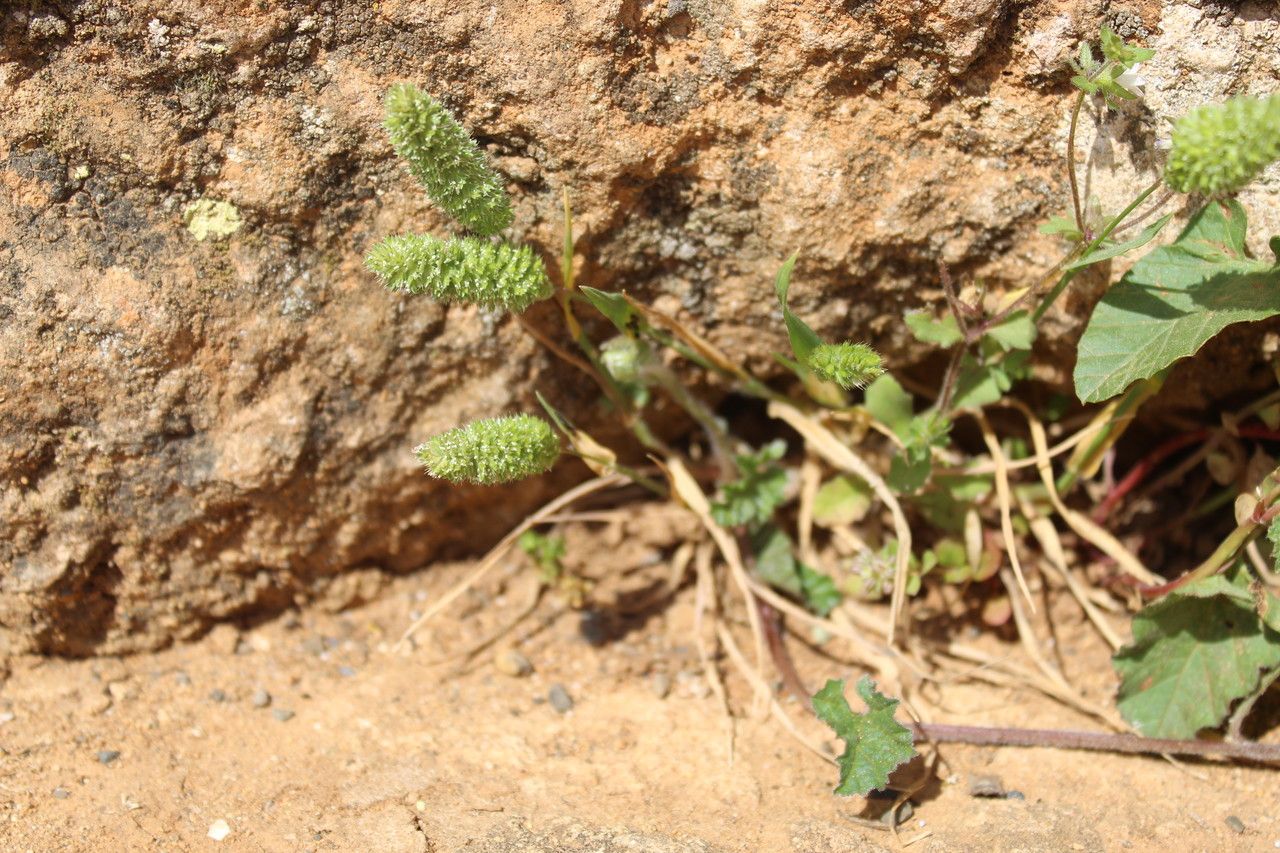 Phalaris paradoxa leaf