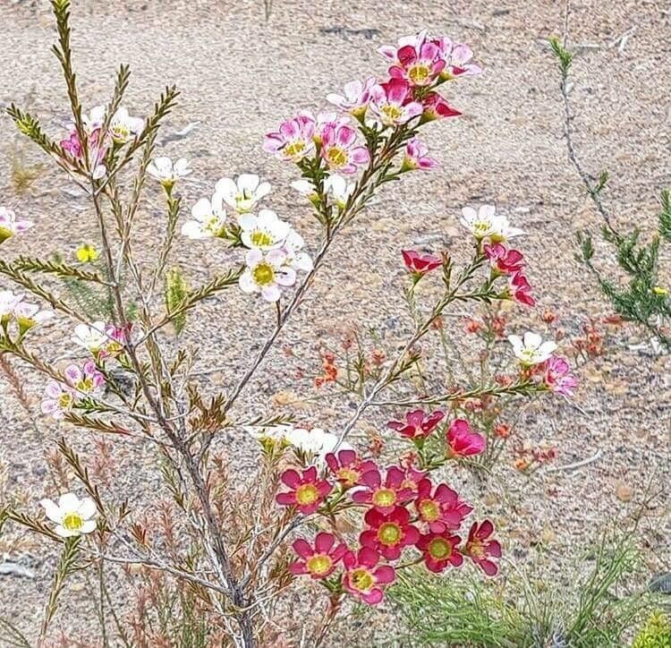 Chamelaucium megalopetalum — related species from the same genus