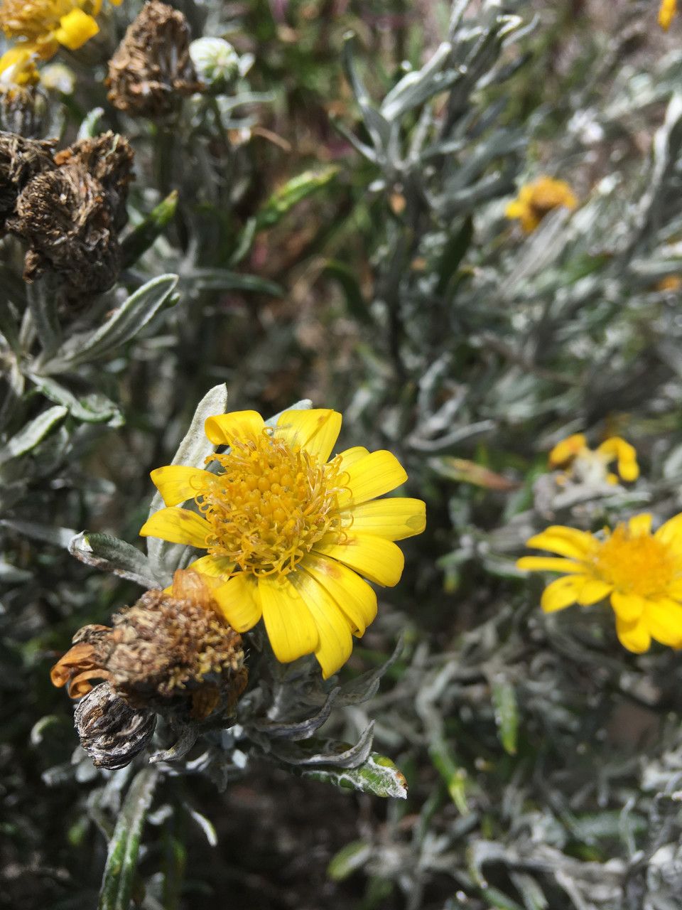 Senecio mairetianus flower