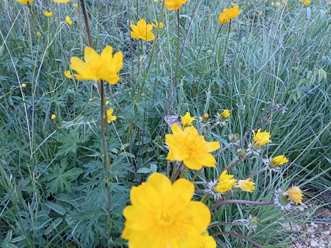 Trollius sibiricus habit