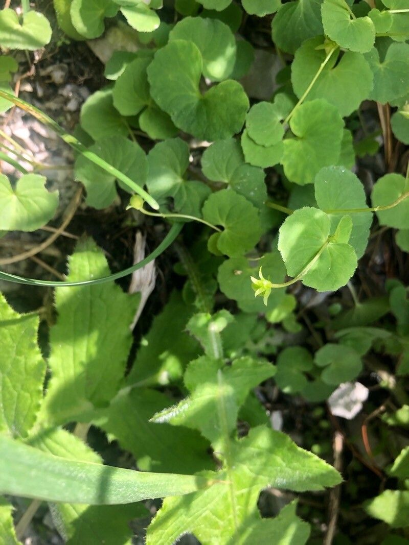 Viola Biflora fruit