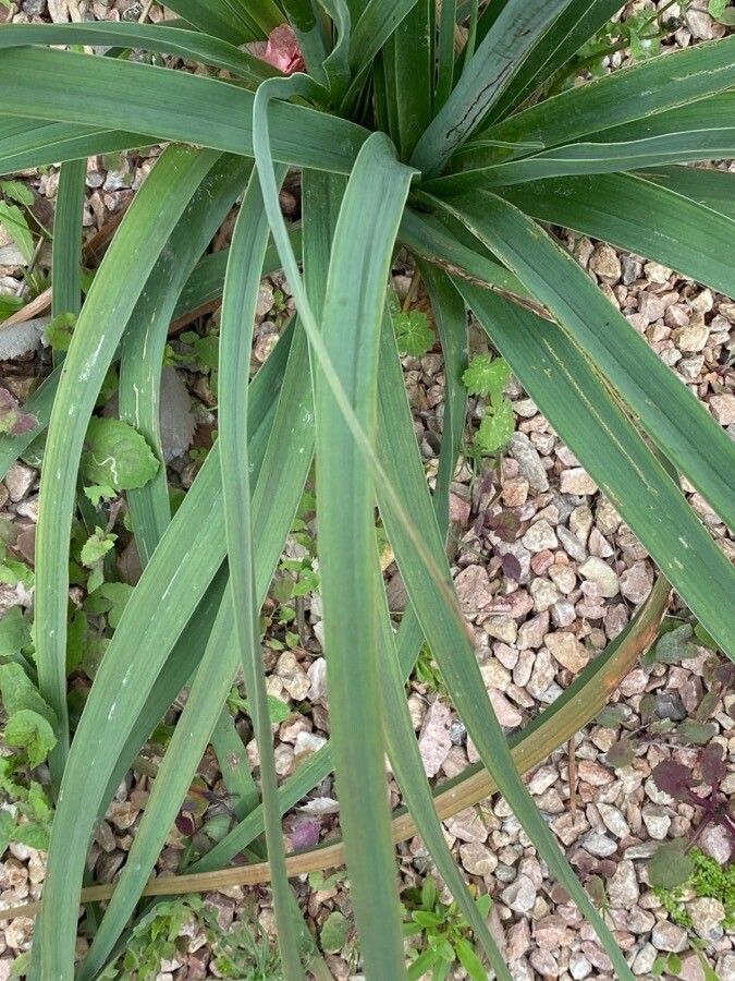 Asphodelus ramosus leaf