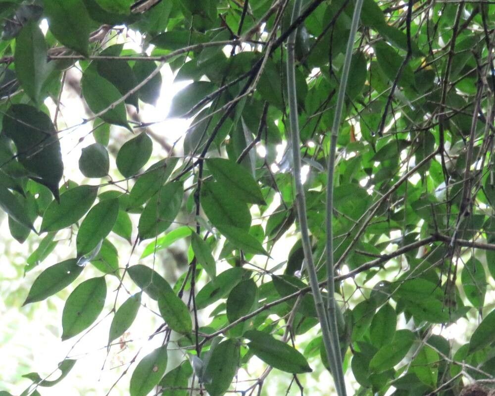 Plinia rivularis — houseplant care guide