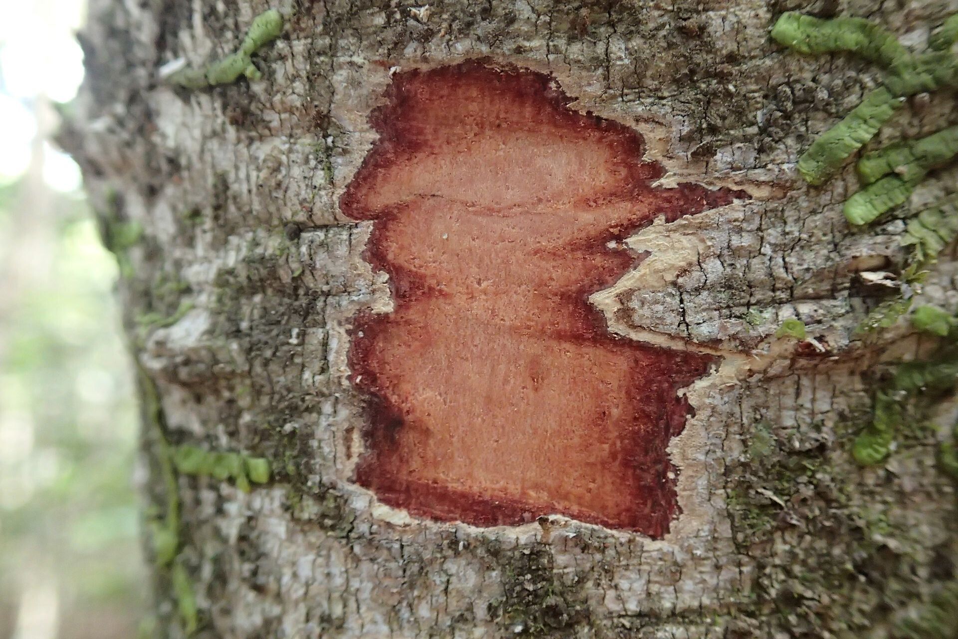 Hunga gerontogea bark