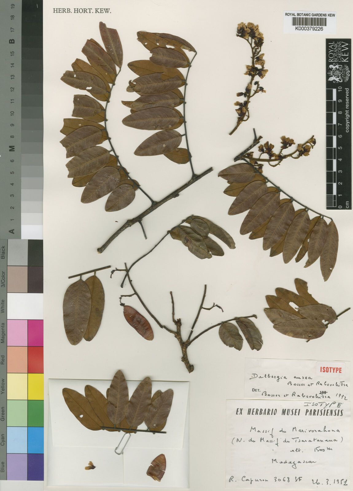 Dalbergia aurea — search result for 'Dalbergia'