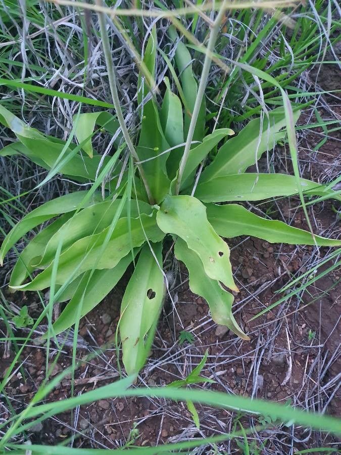 Chlorophytum zavattarii — search result for 'Chlorophytum'