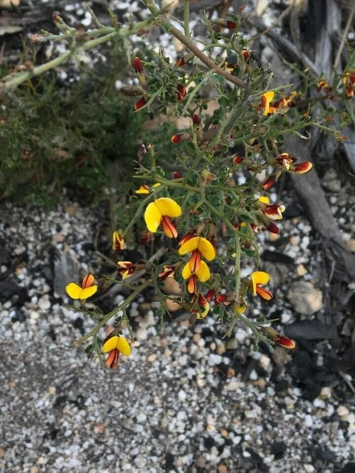 Bossiaea obcordata flower