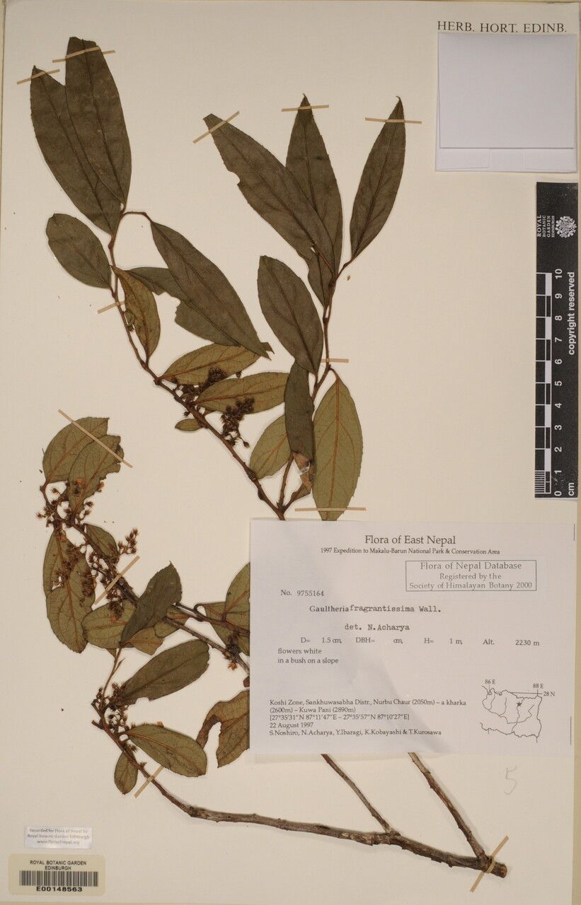 Gaultheria semi-infera other