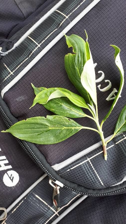 Cornus disciflora leaf