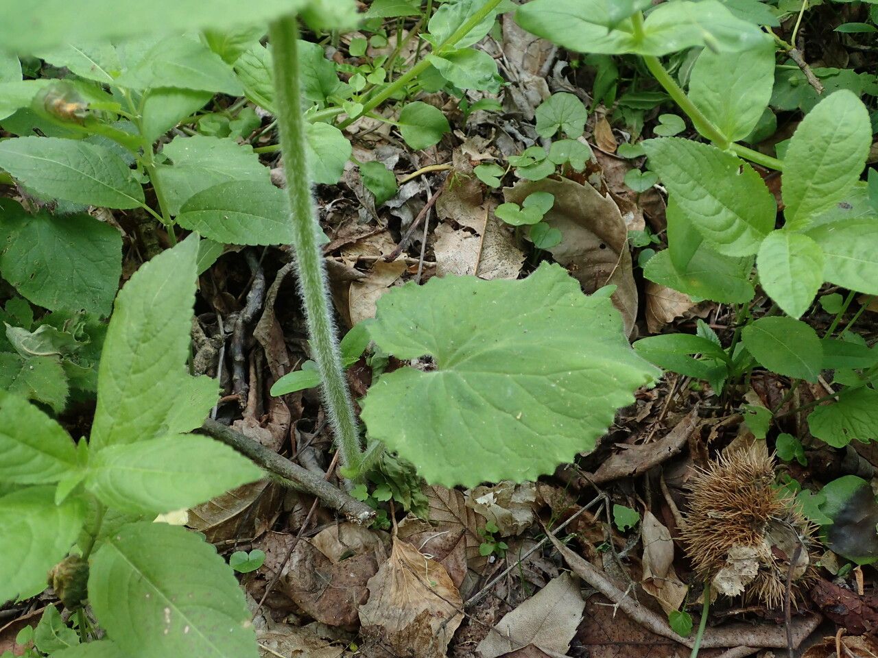 Doronicum pardalianches leaf