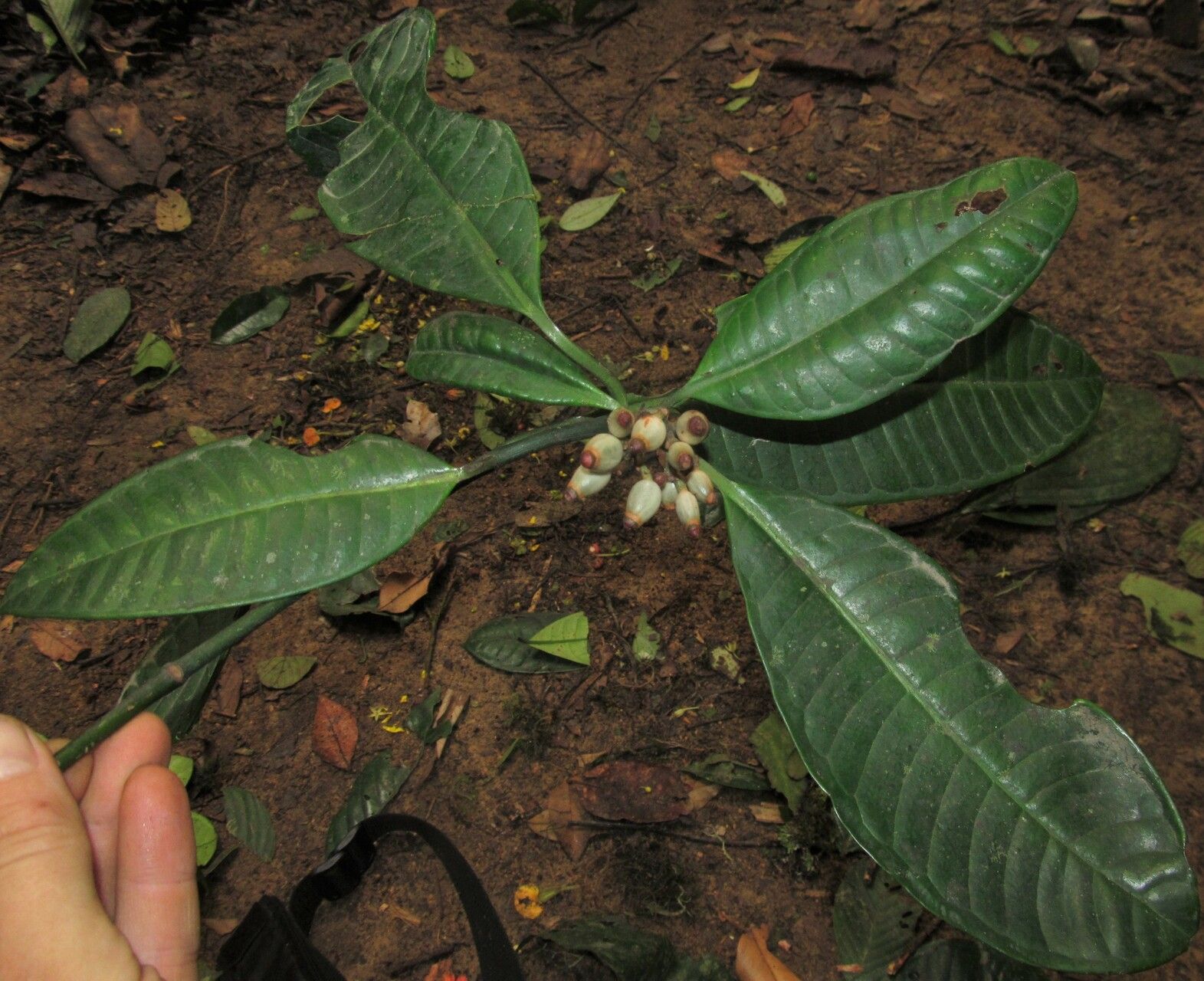Psychotria lehmbachii habit