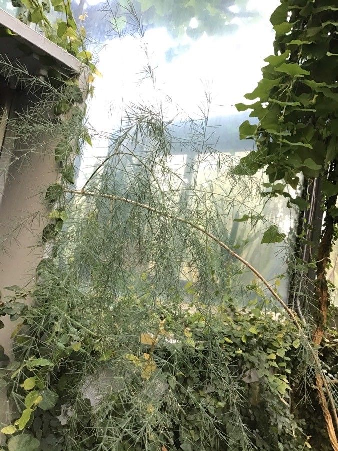 Asparagus plocamoides leaf