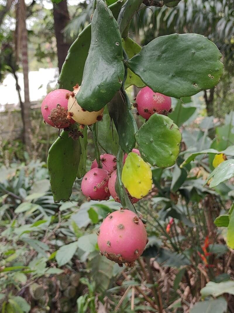 Brasiliopuntia brasiliensis fruit