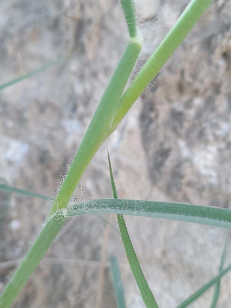 Pennisetum flaccidum bark