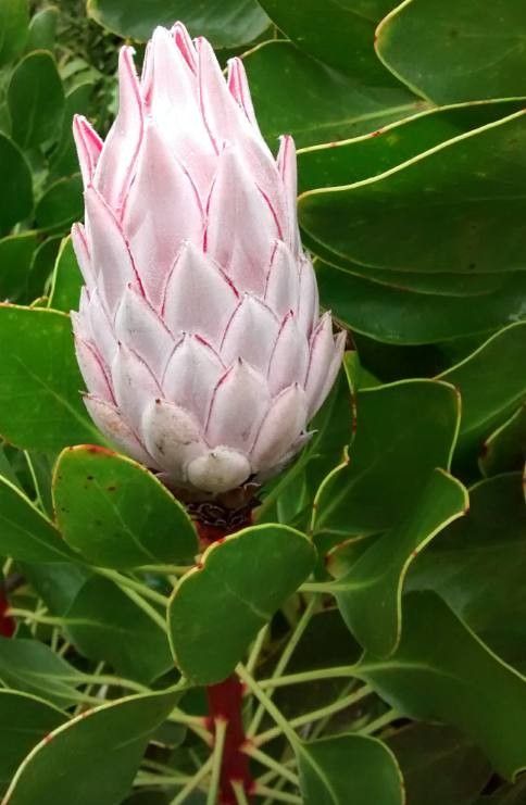 Protea cynaroides flower