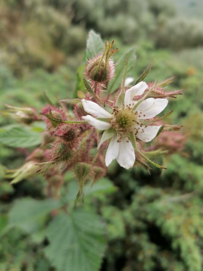 Rubus elegans flower