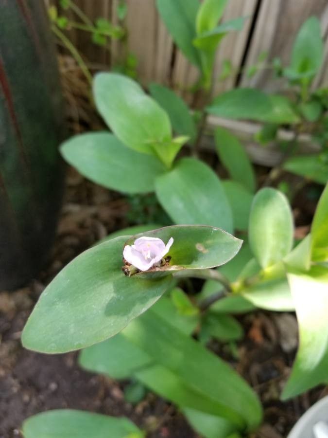 Tradescantia brevifolia leaf