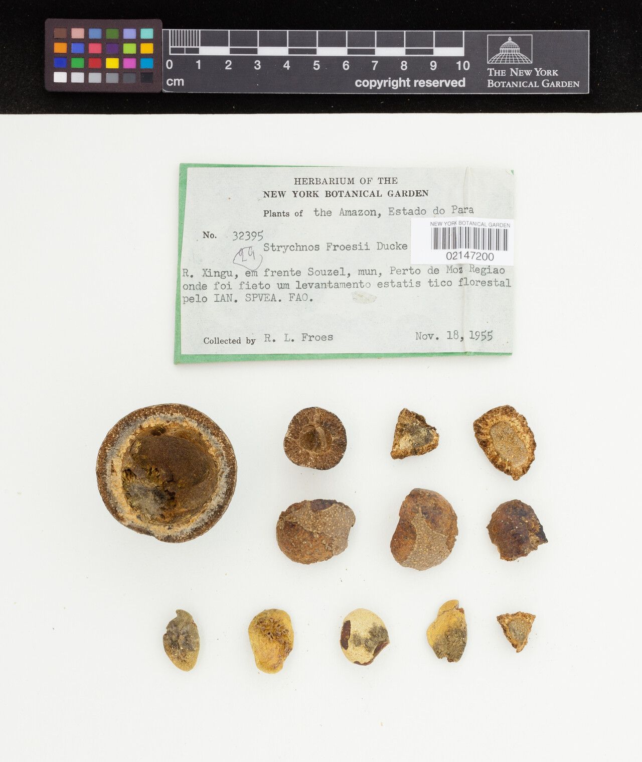 Strychnos froesii flower