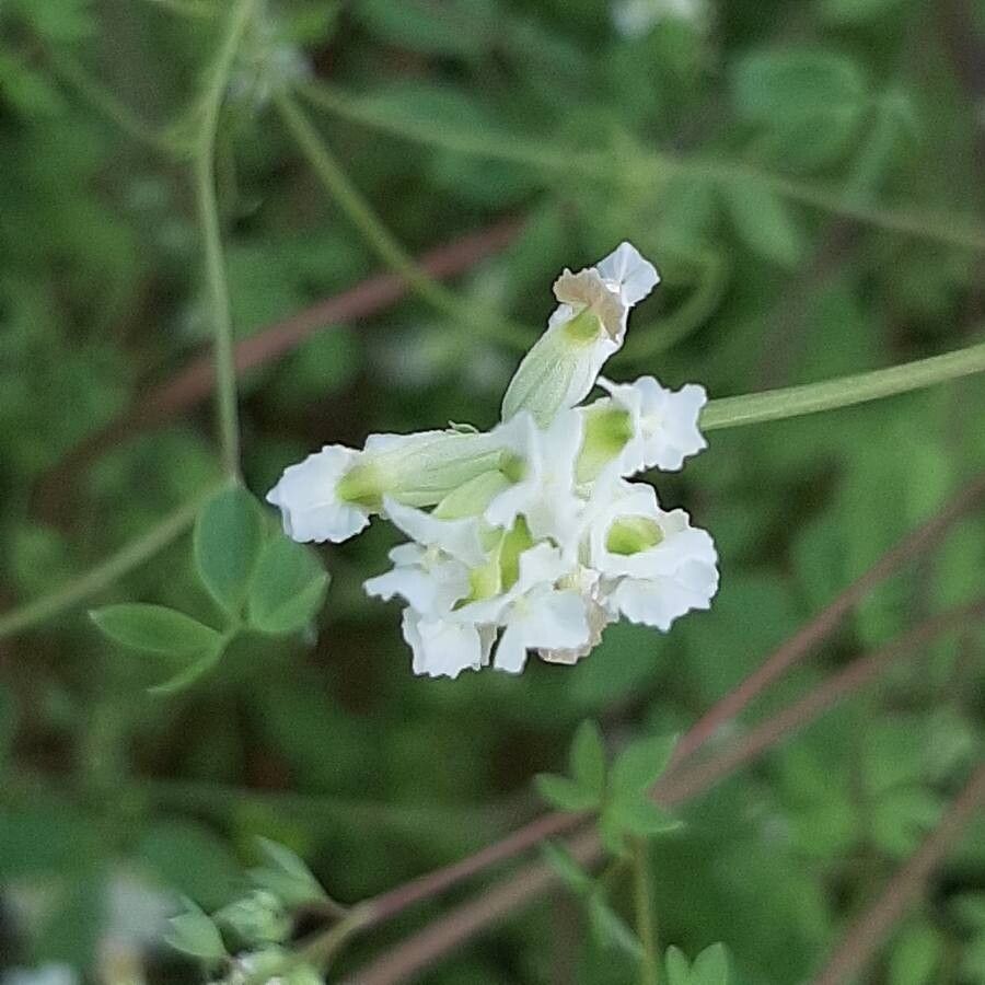 Ceratocapnos claviculata flower
