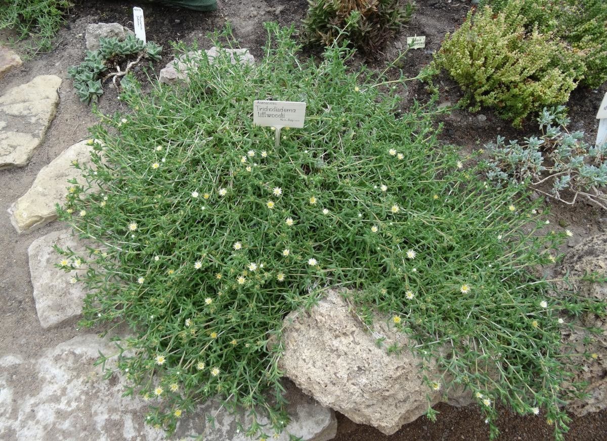 Trichodiadema littlewoodii habit