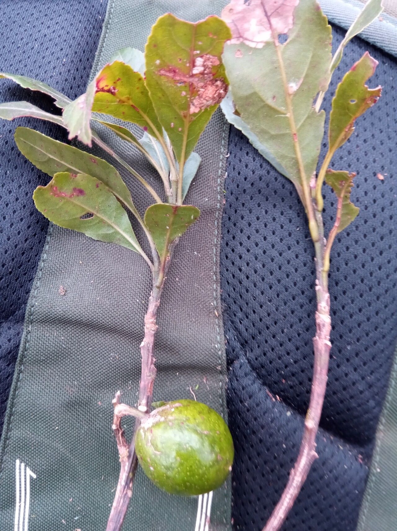 Elaeocarpus corallococcus fruit