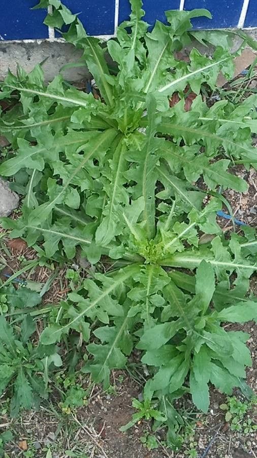 Hypochaeris chillensis leaf