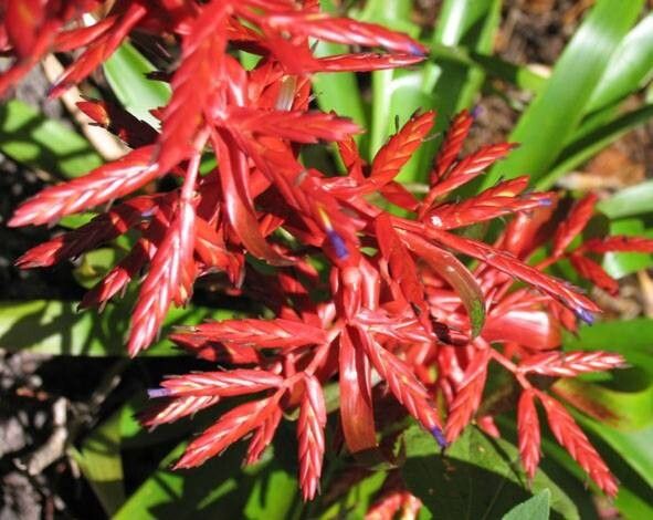 Tillandsia gymnobotrya — search result for 'Bromeliaceae'
