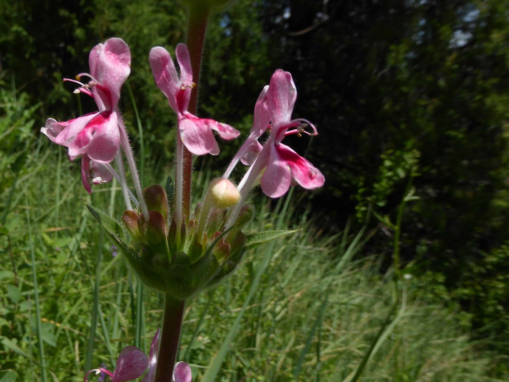 Morina kokanica — related species from the same genus