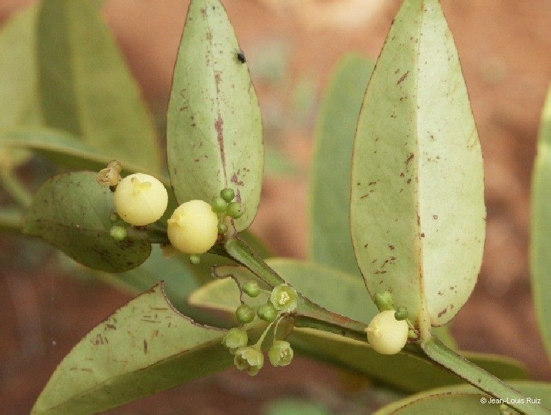 Phyllanthus guillauminii fruit