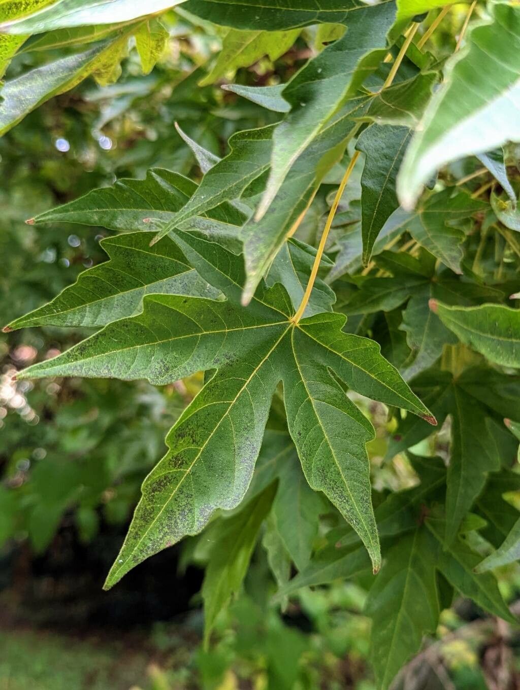 Acer miyabei — search result for 'Acer'