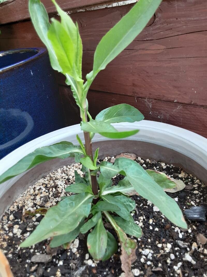 Atropa bella-donna — search result for 'Ukraine'