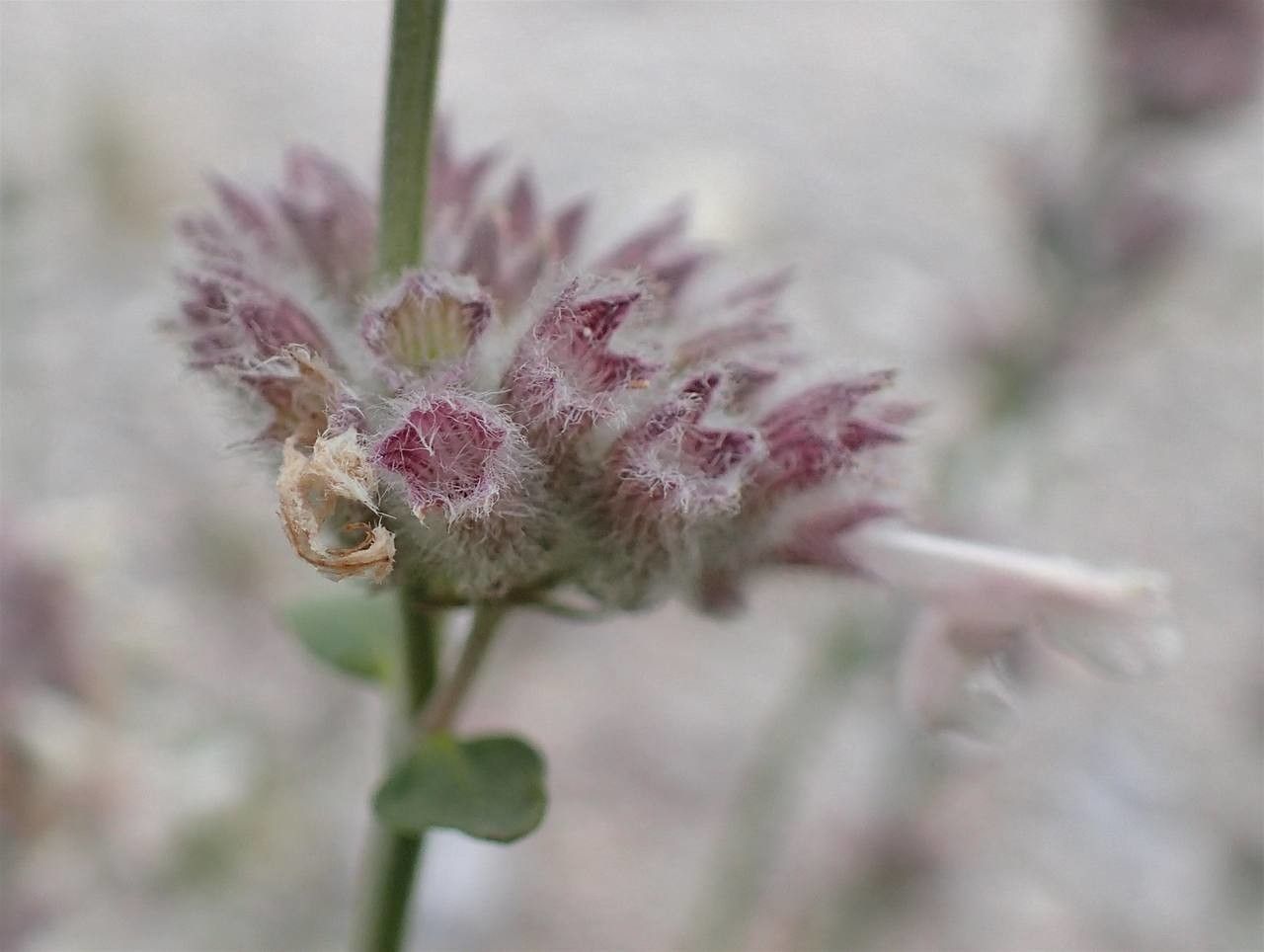 Nepeta nepetella fruit